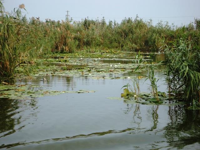 Doar ...  NATURA - dsc00910.JPG